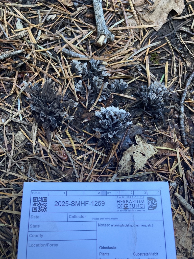 Thelephora anthocephala
