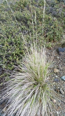 Calamagrostis ophitidis
