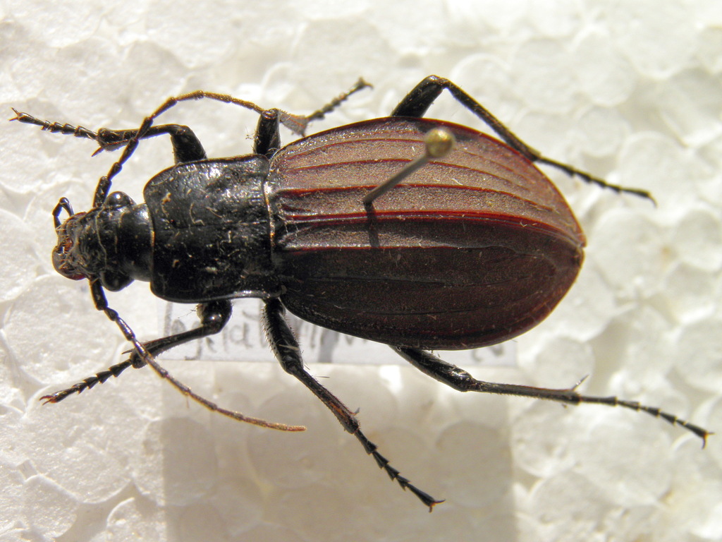 Aulonocarabus