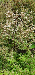 Olearia quinquevulnera