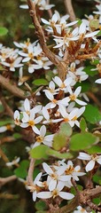 Olearia quinquevulnera