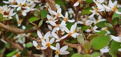 Olearia quinquevulnera