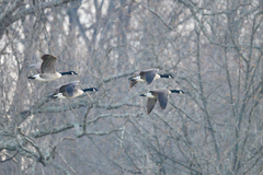 Branta canadensis
