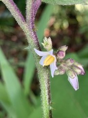 Solanum anguivi