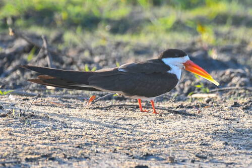 iNaturalist: (c) David Graham, some rights reserved (CC BY-NC), uploaded by David Graham iNaturalist image