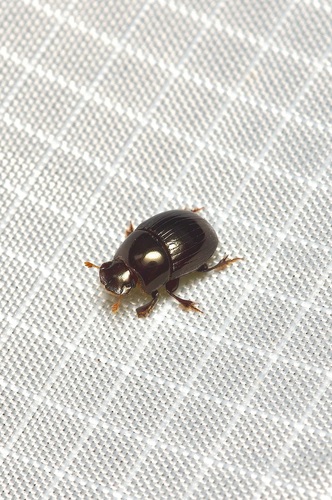 Ateuchus texanus photo 3