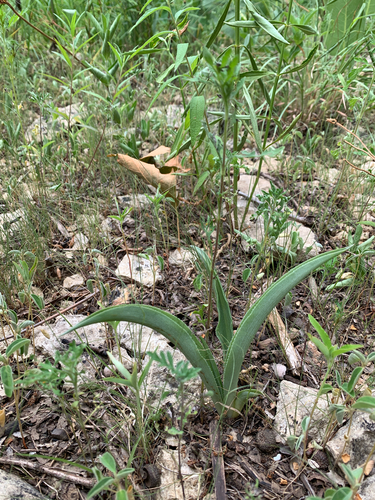 iNaturalist observation photo of Eastern False Aloe