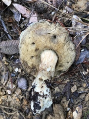Leccinum manzanitae