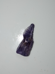 Austrobalanus imperator