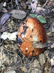 Leccinum manzanitae
