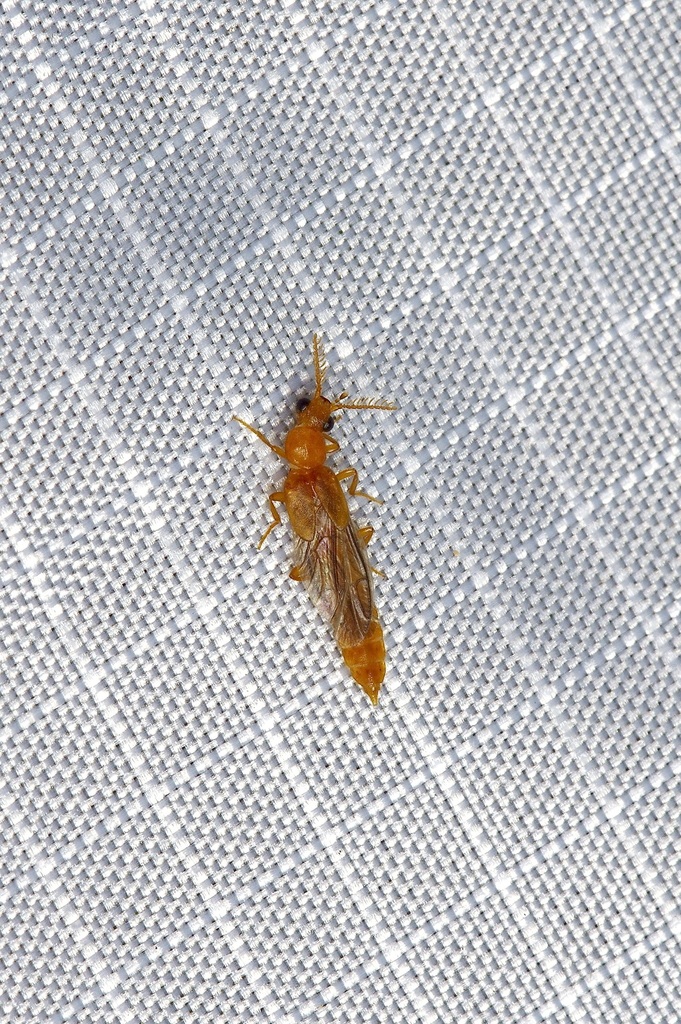 Wonderful Phengodid