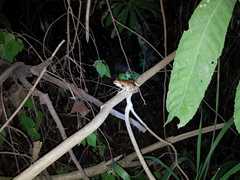 Trachycephalus quadrangulum