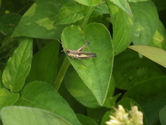 Phlaeoba fumosa