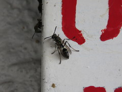 Mischocyttarus pallidipectus