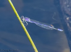 Enallagma semicirculare