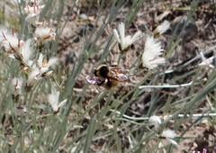 Bombus opifex