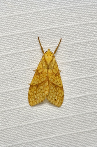 Santa Ana Tussock Moth