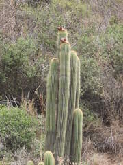 Peruvian Torch (Trichocereus tunariensis)