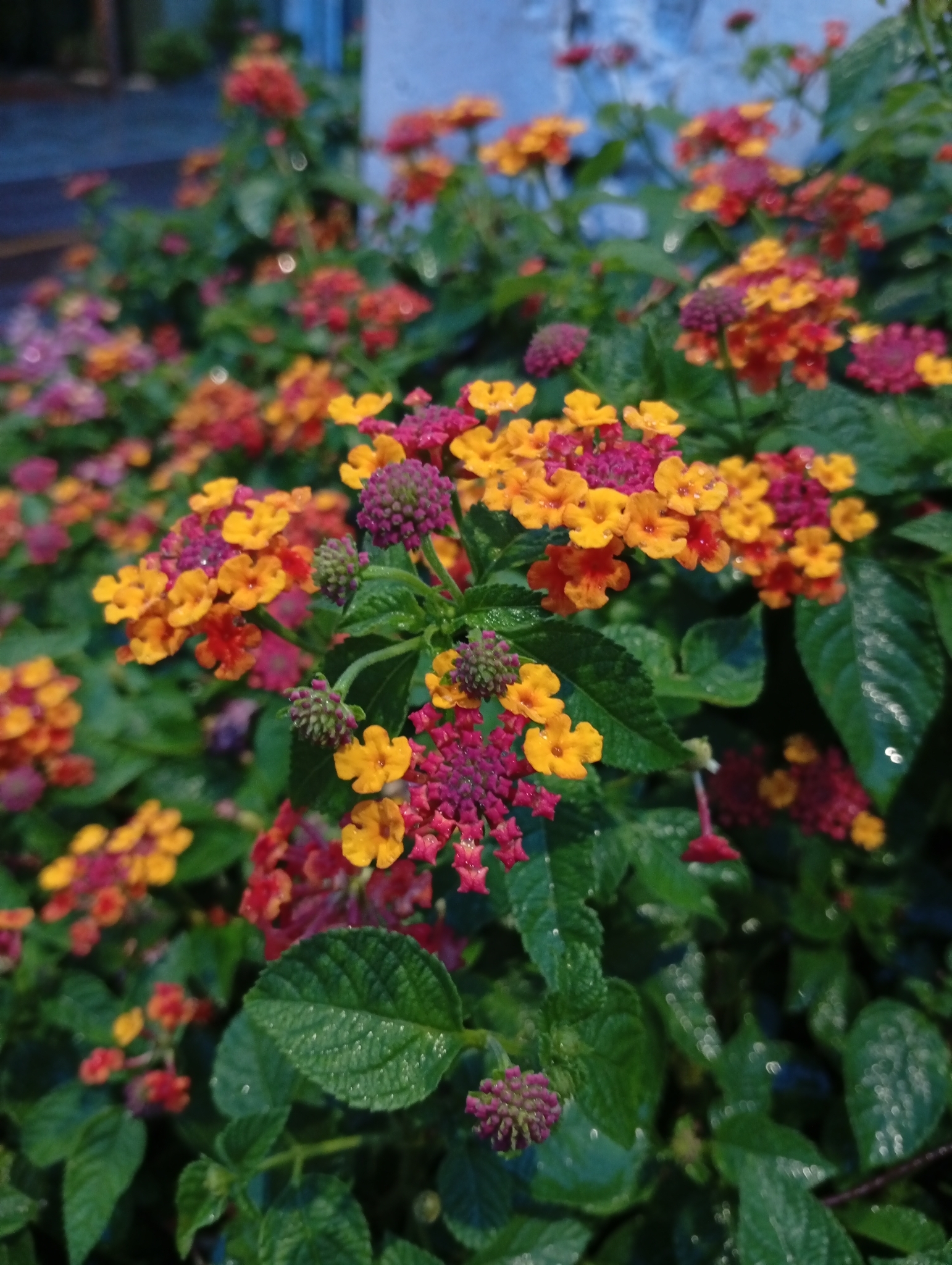 Lantana camara