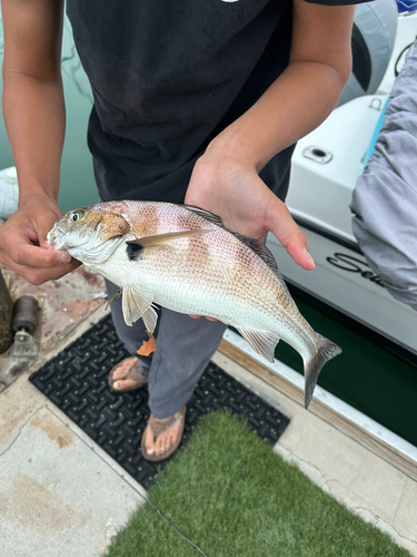 Croaker (Roncador stearnsii) — Sciaenidae — 5