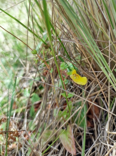 Calceolaria parviflora (Calceolaria parviflora)