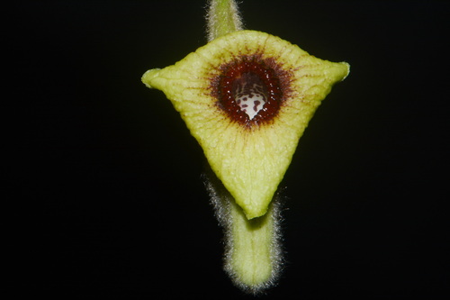 Isotrema tomentosum