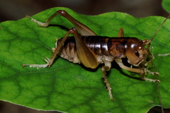 Hemiandrus pallitarsis