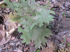 Psacalium poculiferum