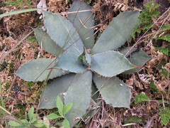 Agave guadalajarana