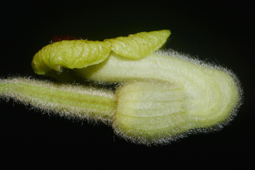 Isotrema tomentosum