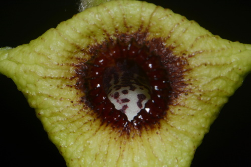 Isotrema tomentosum