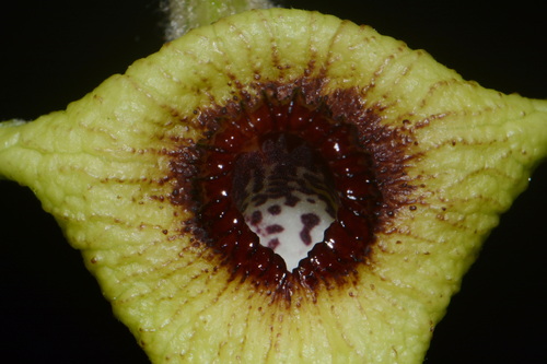 Isotrema tomentosum