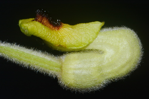 Isotrema tomentosum