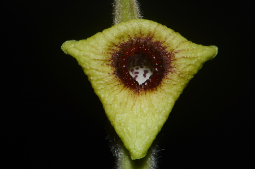 Isotrema tomentosum
