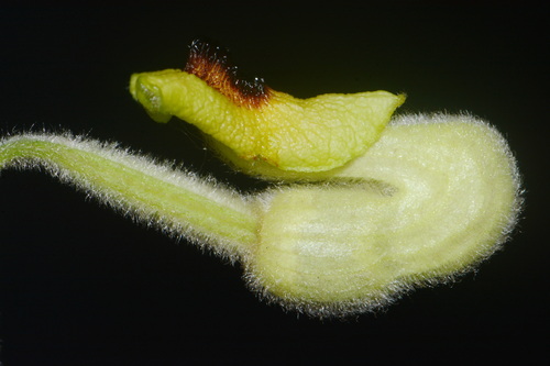 Isotrema tomentosum