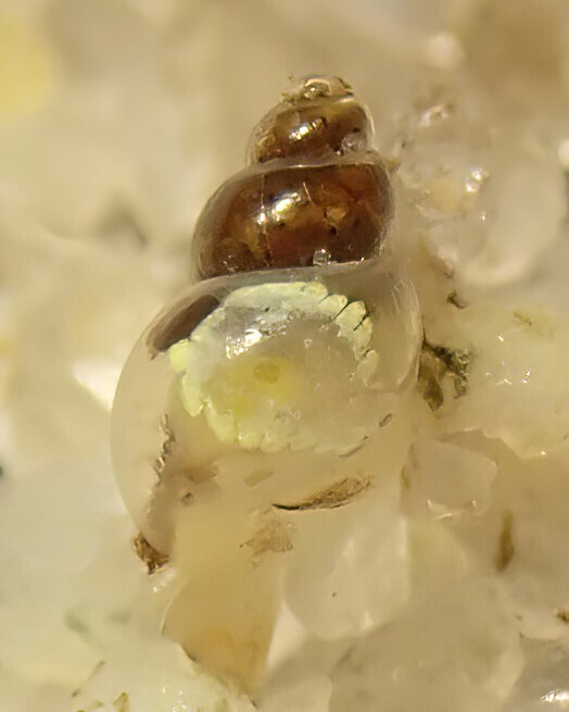 abalone barleysnail