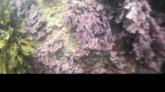 Arthrocardia corymbosa