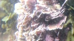 Arthrocardia corymbosa