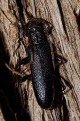 Callidiopis scutellaris