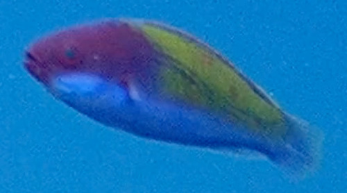 Cirrhilabrus observed 2025-12-18