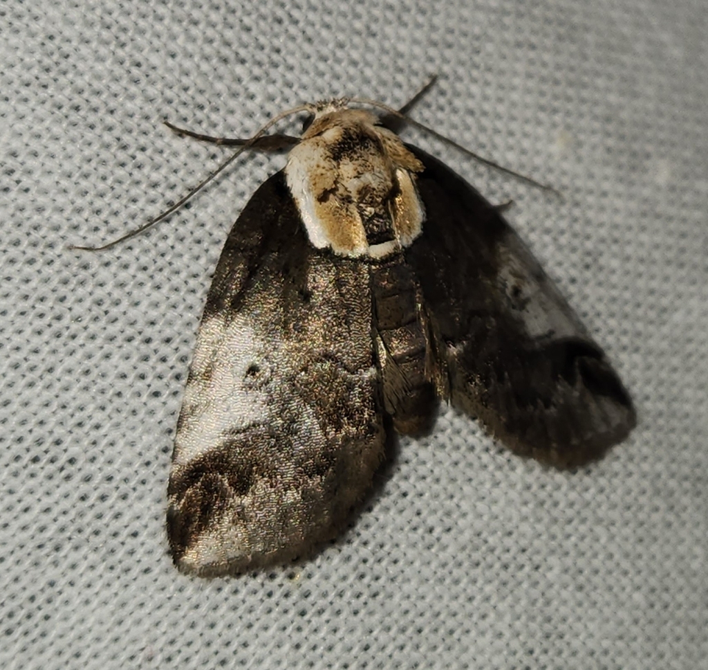 Eyed Baileya Moth from Midway, AL 36053, USA on June 12, 2025 at 10:32 ...