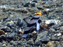 Stonogobiops xanthorhinicus