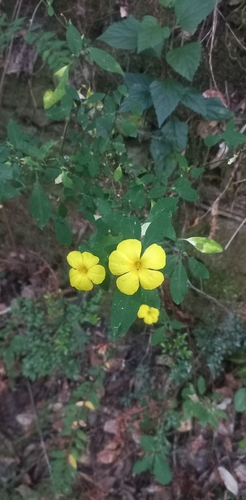 Reinwardtia indica (Reinwardtia indica)