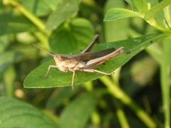 Phlaeoba fumosa