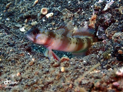 Amblyeleotris arcupinna