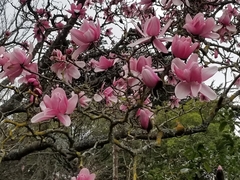 Magnolia dawsoniana
