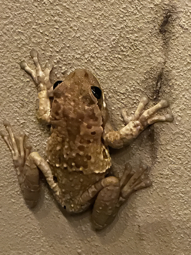 Milk Frog