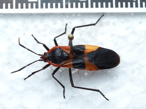 Large Milkweed Bug photographed in Michigan