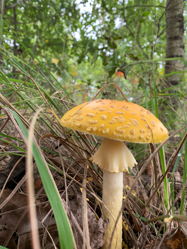 iNaturalist observation photo of amanita mushrooms