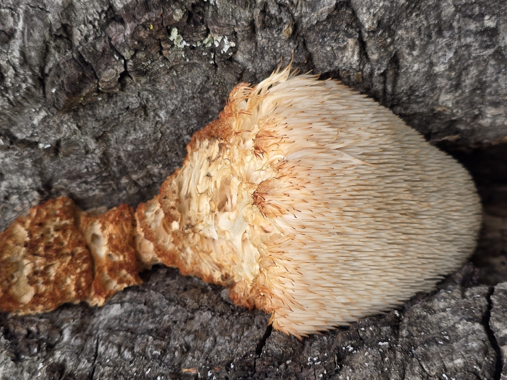 Hericium erinaceus · December 2025 · photo: © urocyon-cinereoargenteus (iNaturalist, cc-by)